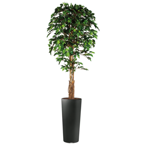Ficus kunstplant, H250cm