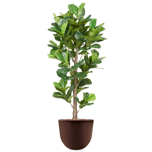 Ficus Lyrata kunstplant, H200cm