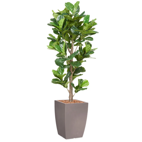 Ficus Lyrata kunstplant, H230cm
