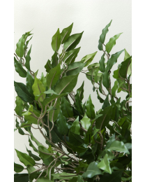 Kunstplant Ficus Benjamina, 150 cm, excl. sierpot