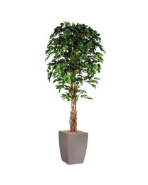 Kunstplant Ficus in sierpot Genesis vierkant - H210