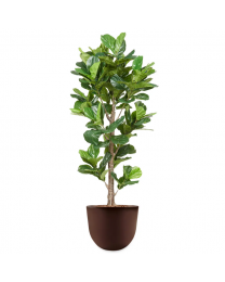Kunstplant Ficus Lyrata in sierpot Eggy - H200