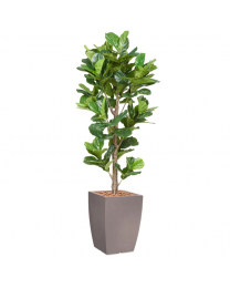 Kunstplant Ficus Lyrata in sierpot Genesis vierkant - H230